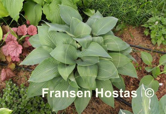 Hosta Curtain Call